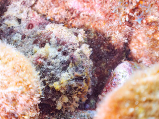 エスカ（触手）を振って魚を呼び寄せて狩る、巨大なオオモンカエルアンコウ（カエルアンコウ科）。
英名学名：Giant Frogfish, Antennarius commersoni
自分よりも大きな獲物でも、１０倍に広がる大きな口で丸呑みにする。
その速度は0.0001秒。生物界最速のハンターである。

静岡県伊豆半島賀茂郡南伊豆町中木ヒリゾ浜2024年
