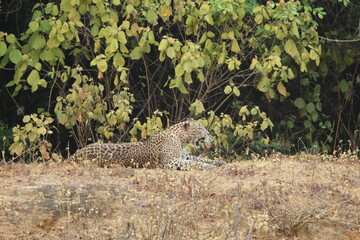 Sri Lankan Leopard in Wilpattu National Park, Sri Lanka 