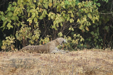 Sri Lankan Leopard in Wilpattu National Park, Sri Lanka 