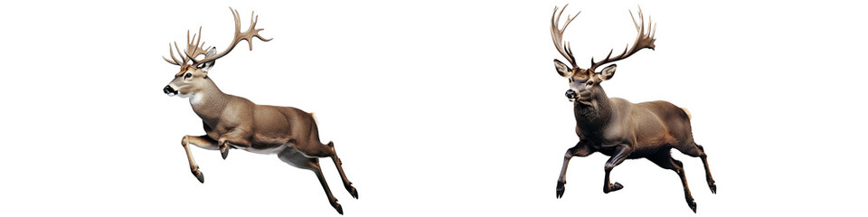 Two deer are running in the air