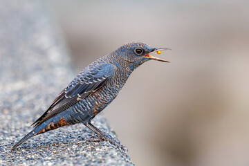 木の実を食べる美しいイソヒヨドリ（ヒタキ科）
英名、学名：Blue Rock Thrush (Monticola solitarius
静岡県伊豆半島賀茂郡南伊豆町中木ヒリゾ浜2024年
