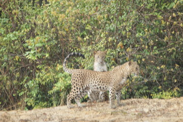 Sri Lankan Leopard in Wilpattu National Park, Sri Lanka 