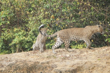 Sri Lankan Leopard in Wilpattu National Park, Sri Lanka 