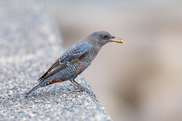 木の実を食べる美しいイソヒヨドリ（ヒタキ科）
英名、学名：Blue Rock Thrush (Monticola solitarius
静岡県伊豆半島賀茂郡南伊豆町中木ヒリゾ浜2024年
