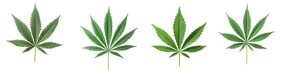 Four different types of marijuana leaves are shown in a row