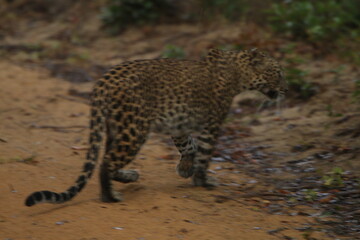 Sri Lankan Leopard in Wilpattu National Park, Sri Lanka 