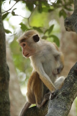Toque macaque in Wilpattu National Park, Sri Lanka 
