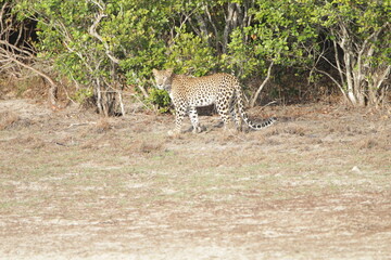 Sri Lankan Leopard in Wilpattu National Park, Sri Lanka 