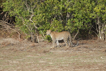 Sri Lankan Leopard in Wilpattu National Park, Sri Lanka 