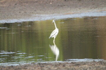 Sri Lankan Birds in Wilpattu National Park, Sri Lanka 