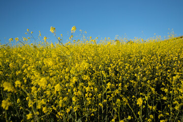 flower field