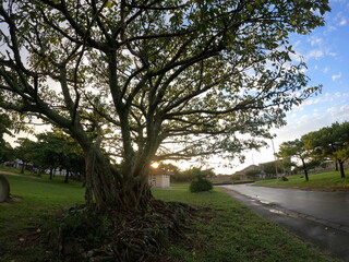 夕暮れ時の沖縄の公園
