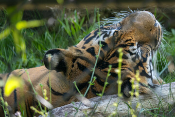 tiger in the zoo