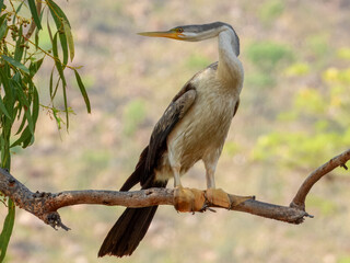 Australian Darter (Anhinga melanogaster) in Australia