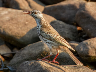 Bar-breasted Honeyeater (Ramsayornis fasciatus) in Australia