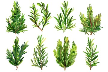 Fototapeta premium Set with fresh rosemary isolated on white background