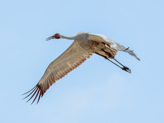 Brolga (Grus rubicunda) in Australia