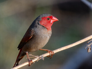Crimson Finch (Neochmia phaeton) in Australia