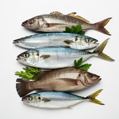 Obraz premium Sea fish collection isolated on white background