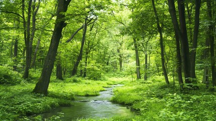Obraz premium Lush green forest with a serene stream flowing through the landscape.