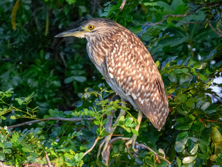 Stunning native bird of Australia. Found across rural inland areas.
