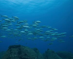 Fototapeta premium Shoal of fish in the blue water of the ocean, natural wild underwater background