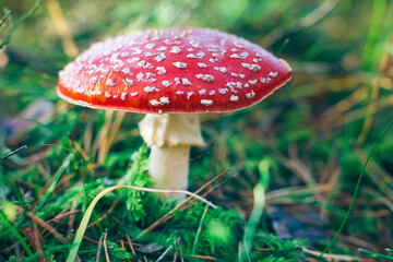 Mature Amanita Muscaria, Known as the Fly Agaric or Fly Amanita: Healing and Medicinal Mushroom with Red Cap Growing in Forest. Can Be Used for Micro Dosing, Spiritual Practices and Shaman Rituals