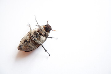 Lepidiota stigma, a polyphagous pest insect (which eats various types) that attacks the roots of various types of plants. During the larval stage, it is known as the uret pest or Gayas.