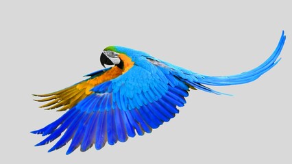 Colorful parrot flying isolated on white transparent background. Macaw bird cutout on empty screen