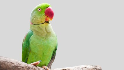Colorful parrot isolated on white transparent background. Green bird cutout on empty screen © Ayoub