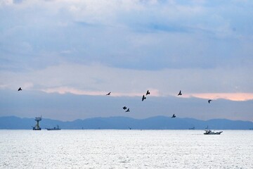 A flock of pigeons flying at the seaside. Wild bird background material.
