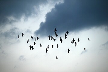 A flock of pigeons flying at the seaside. Wild bird background material.
