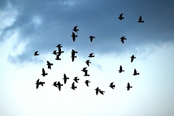 A flock of pigeons flying at the seaside. Wild bird background material.
