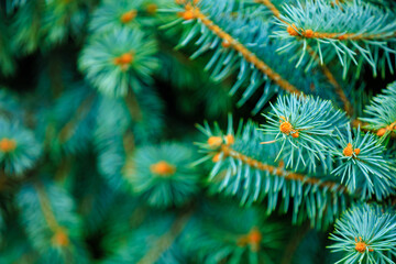A close up of a tree branch with green leaves and orange tips