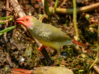 Stunning native bird of Australia. Found across rural inland areas.