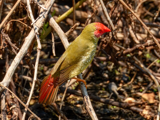 Stunning native bird of Australia. Found across rural inland areas.