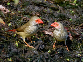Stunning native bird of Australia. Found across rural inland areas.