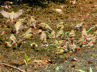 Stunning native bird of Australia. Found across rural inland areas.