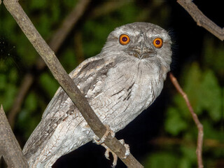 Tawny Frogmouth (Podargus strigoides) in Australia