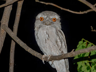 Tawny Frogmouth (Podargus strigoides) in Australia