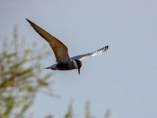 Whiskered Tern (Chlidonias hybridus) in Australia