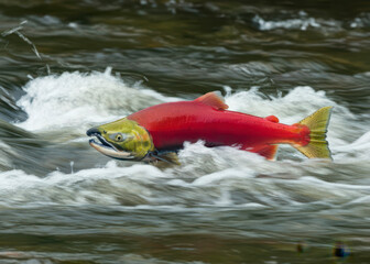 Red Pink salmon Oncorhynchus Gorbuscha swimming upstream Adak Island, Aleutian Islands, Alaska, USA. Salmon wildlife