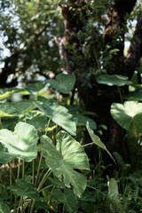 Tropical plants, ornamental plants for garden decoration