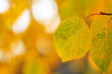 A leaf is shown in a close up, with the yellow color of the leaf