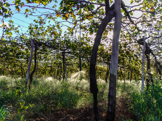 irrigation system in a vineyard with green grapes in Brazil