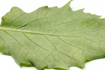 鬼灯の葉脈（裏）