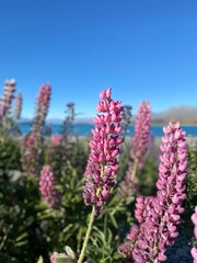 Pink and purple lupin flower field at the lake Tekapo, South Island, New Zealand 