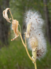 Close Up of a Common Milkweed with Open Pod and Fluffy Seeds