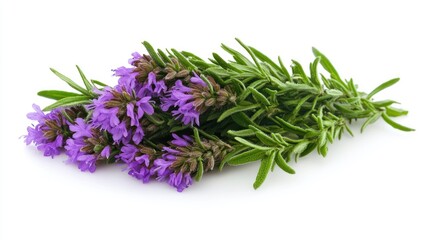 Vibrant purple flowers with green leaves on a white background