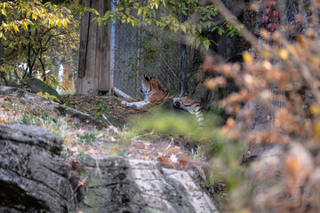 Tiger lying on the floor in the wildlife in the zoo